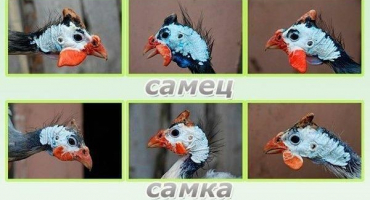 Jak rozeznat samičku perličky od samce, jaké jsou rozdíly a metody určování pohlaví